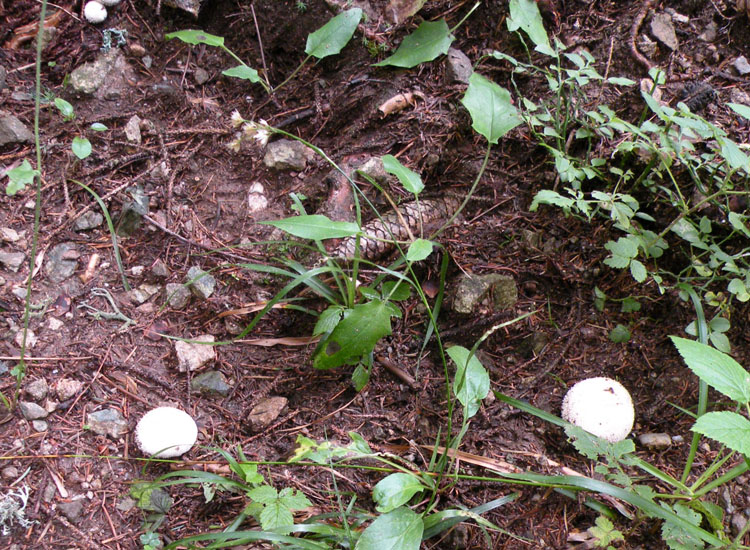 Lycoperdon e dintorni